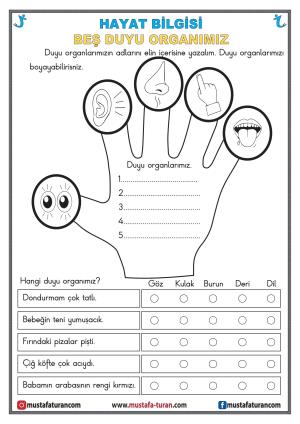 Nuestros órganos de los sentidos Actividad-2