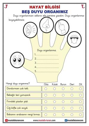 Nuestros órganos de los sentidos Actividad-2