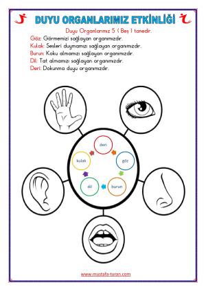 Beş ( 5 ) Duyu Organımız Etkinliği-4