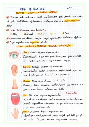 3. Sınıf 4. Hafta Etkinlikleri