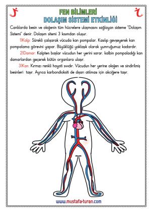 Dolaşım Sistemi Etkinlikleri