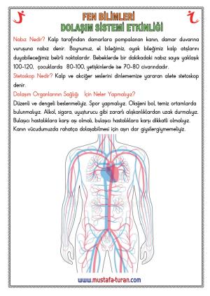 Dolaşım Sistemi Etkinlikleri