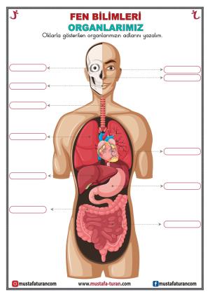 Our Organs Activity-2