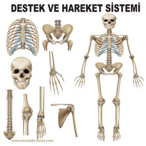 Destek ve Hareket Etkinlikleri