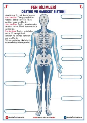 Bones - Joints - Muscles Activity