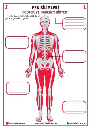 Bones - Joints - Muscles Activity