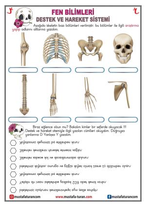 Huesos - Articulaciones - Actividad de los músculos