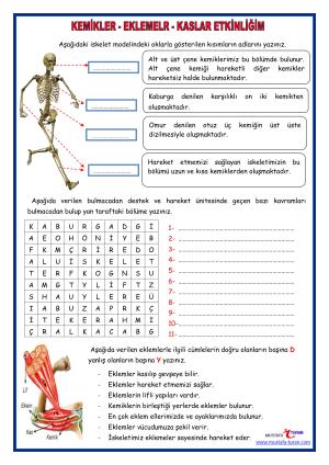 Huesos - Articulaciones - Actividad de los músculos